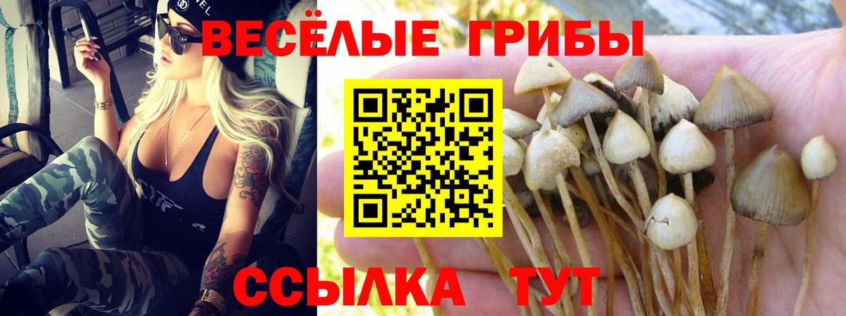 Псилоцибиновые грибы Psilocybe Верхняя Пышма